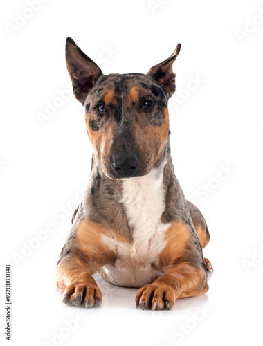 miniature bull terrier in studio