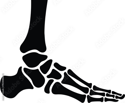 Black silhouette of a human foot skeleton isolated on a plain white background Vector