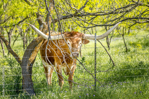 Texas longhorn cow behind a barb wire fence