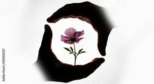 Hands framing a delicate pink flower symbolizing growth nature and protection isolated on a white background