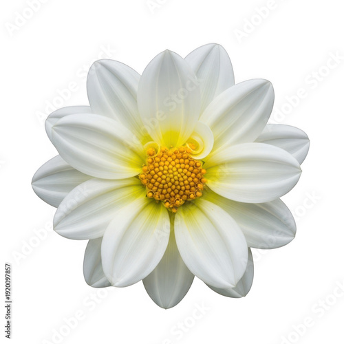 A single white water lily flower with a yellow center, isolated on a white background isolated on transparent background