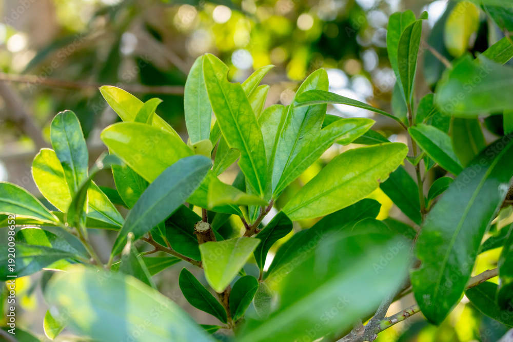 Obraz premium A view of a branch of leaves from the yerba mate tree.