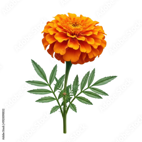 A vibrant orange marigold flower with green leaves in full bloom isolated on transparent background