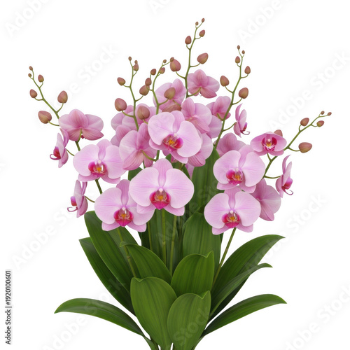 A beautiful bouquet of pink orchids with delicate white accents and green leaves. isolated on transparent background