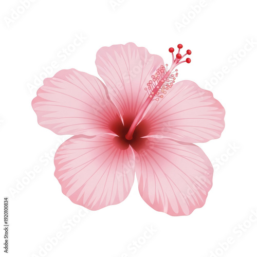 A close-up view of a vibrant pink hibiscus flower with delicate petals. isolated on transparent background