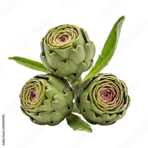 A close-up view of four fresh artichokes with vibrant green leaves and purple centers. isolated on transparent background