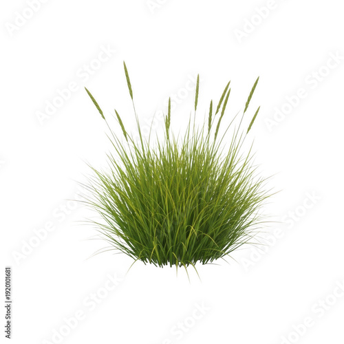 A small patch of green grass with thin, tall blades growing in a cluster. isolated on transparent background