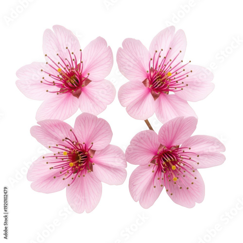 Delicate pink flowers with soft petals and vibrant green centers isolated on transparent background