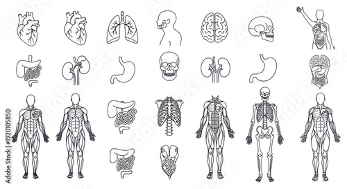 Human Anatomy Set: Organs, Skeleton, Muscular System, Brain, Skull, Kidneys