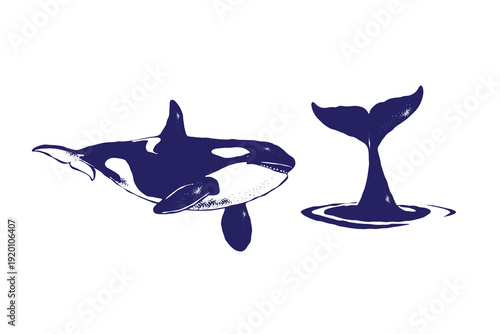 Orca whale vector illustration set, swimming killer whale and tail fluke emerging from the water in silhouette textured vintage ink, nautical themes, ocean design isolated on white background