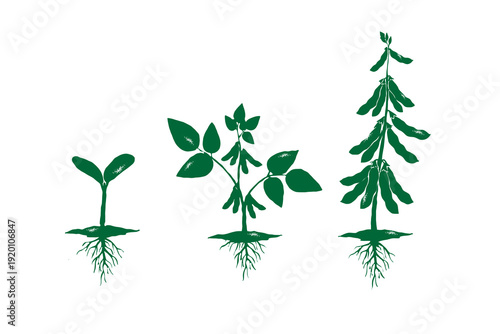 Soybean plant growth stages vector illustration set. Seedling, young plant, and mature soybean plant with roots in silhouette textured vintage ink, farming concepts design isolated on white background