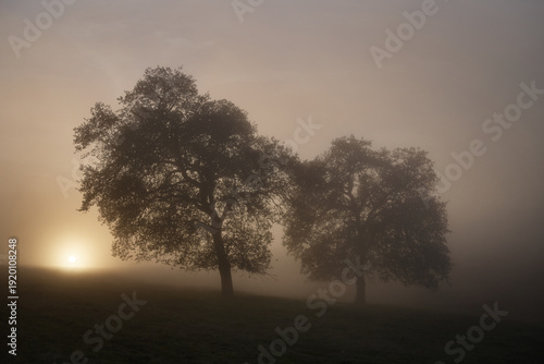 Wallpaper Mural Lone Oak Amidst Fog and Sunset in the Green Rolling Hills Of SoC Torontodigital.ca