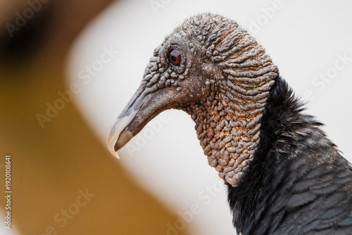 Black vulture head profile showing textured skin
