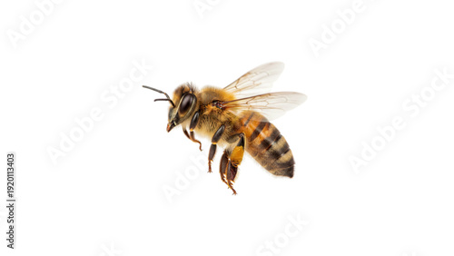 Honey Bee Flying Isolated on White Background
