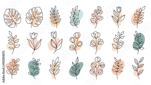 Collection of minimalist line art botanical branches with organic color shapes for aesthetic nature branding and stationery design.