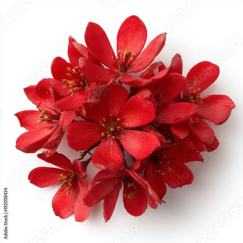 bright red ashoka flower cluster on white background