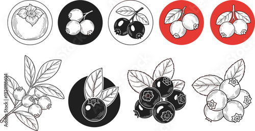 Blueberry vintage engraving set. Hand drawn berry illustration collection. Black white and red circle logo style fruit badges.