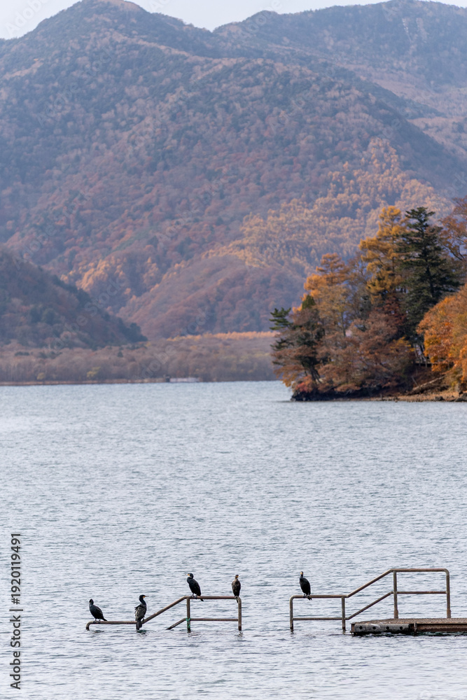 Fototapeta premium landscape view of Lake Chuzenji (Chuzenjiko) with birds perched on the railing Nikko, Tochigi, Japan during autumn.
