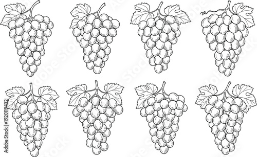 Grape bunch line art vector set. Detailed vineyard fruit outline drawings. Black and white botanical illustration collection.