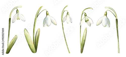 Watercolor hand drawn snowdrop flowers isolated on white background. Beautiful spring flowers. Closeup of white snowdrop flower and green leaf. Snowdrop collection, botanical Illustration