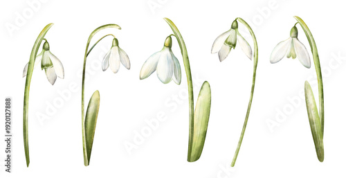 Watercolor hand drawn snowdrop flowers isolated on white background. Beautiful spring flowers. Closeup of white snowdrop flower and green leaf. Snowdrop collection, botanical Illustration