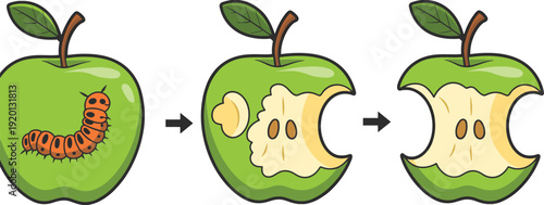 Cartoon apple lifecycle illustration showing caterpillar eating fruit progression, from fresh green apple to eaten core, vector style educational concept isolated on white background