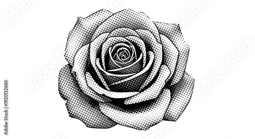 Classic Rose Flower Head with Halftone Dots Shading, Artistic Black and White Sketch