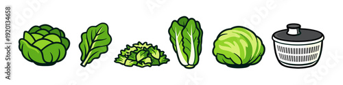 Collection of fresh green lettuce varieties and a salad spinner for healthy eating
