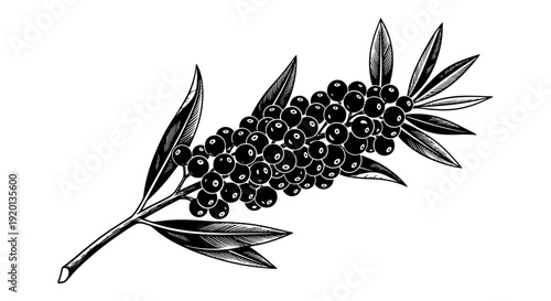 A detailed black and white botanical illustration of a bittersweet nightshade branch with berries high quality
