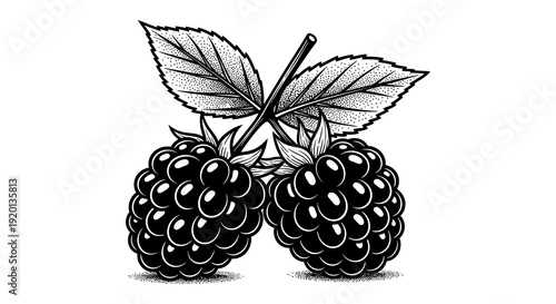 A detailed engraving depicts two plump blackberries with leaves and stems against a white background
