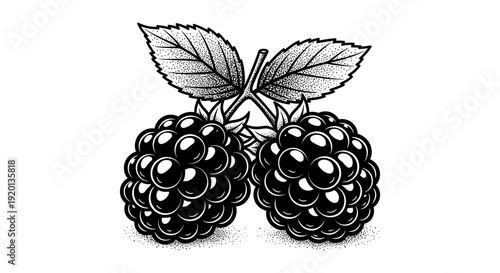 A detailed black and white illustration depicts two clusters of ripe blackberries with accompanying leaves