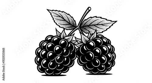 A detailed black and white illustration depicts two ripe blackberries with leaves and stems high quality
