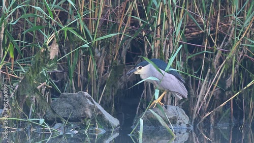 A night heron (Nycticorax nycticorax) focused on its prey among the reeds. A tranquil and detailed view of wildlife in its natural habitat.