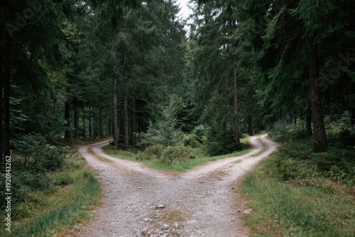 A forest path splits into two separate directions, surrounded by tall trees and lush greenery