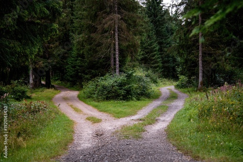 A split forest path invites choices with divergent dirt roads, surrounded by lush green trees