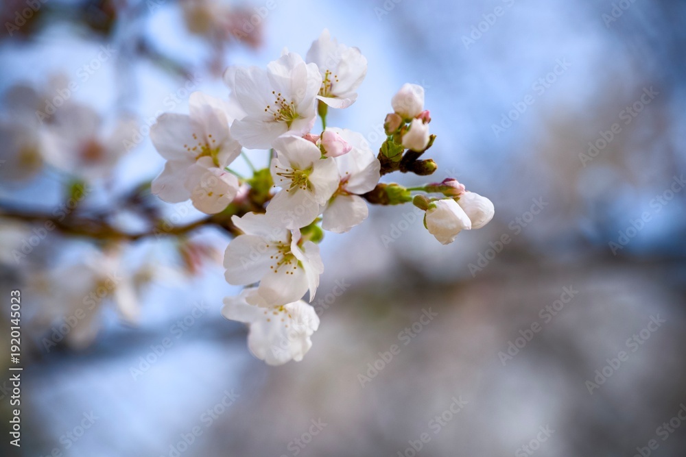 Obraz premium 街の中で咲く桜