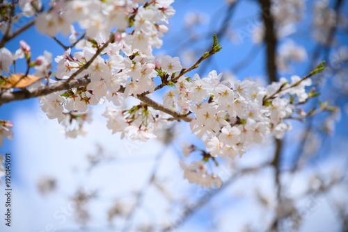 街の中で咲く桜