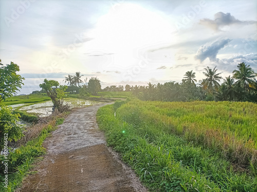 Photos A peaceful rural landscape featuring green rice fields and lush tropical vegetation under a bright sky at sunset or sunrise