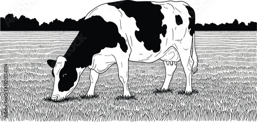 Black and white dairy cow grazing on pasture field detailed farm animal vector illustration