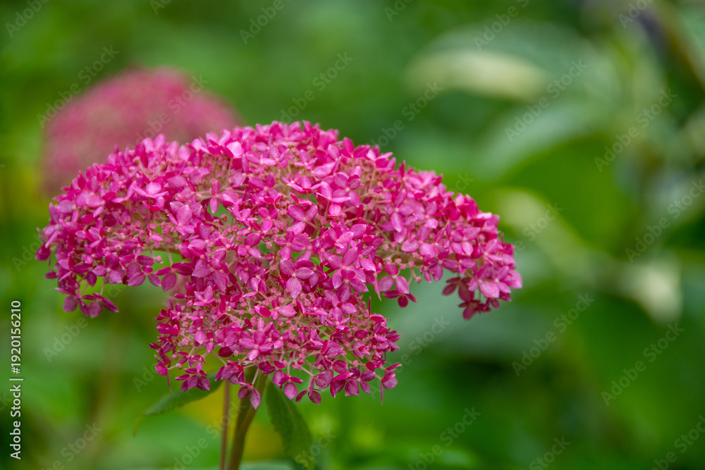 Obraz premium 赤いアジサイの花 アナベル 