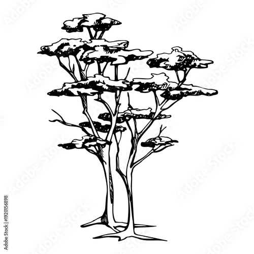 Coniferous tree, cedar or coastal pine organic shape, relaxed rural character. Ink botanical vector illustration hand drawn for brochures, tourism branding, product design, environmental projects.