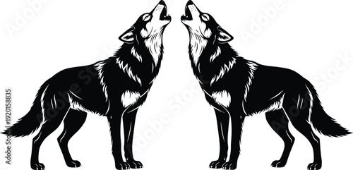Black vector silhouette of two howling wolves facing each other with detailed fur and realistic profiles for wilderness nature wildlife and animal branding