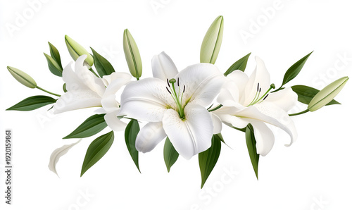 white lily flowers with buds isolated on a transparent background,  