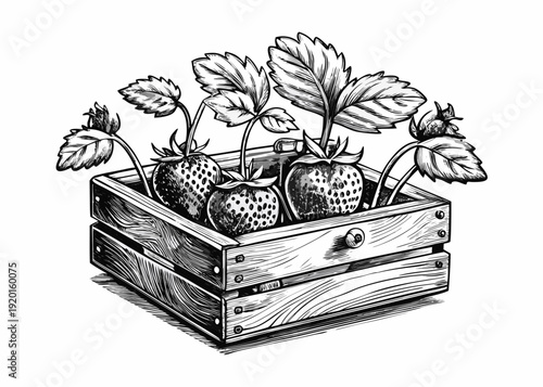 Wooden crate with ripe strawberries and green leaves