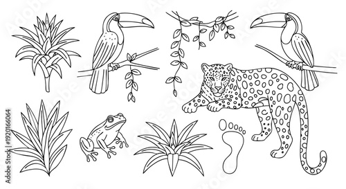 Jungle Wildlife Vector Collection Featuring Toucans, Jaguar, Frog, and Tropical Plants