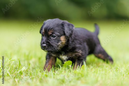 Border terrier puppy (Canis lupus familiaris) walking on green grass, small cute dog exploring outdoor garden, young pet in natural light.