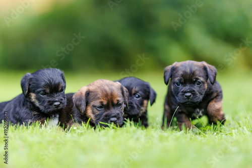 Border terrier puppies (Canis lupus familiaris) sitting together on green grass, small cute dogs in outdoor garden, young pets in natural light.