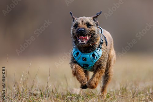 Border terrier (Canis lupus familiaris) running fast in meadow, happy small dog wearing blue harness, active pet enjoying outdoor movement.