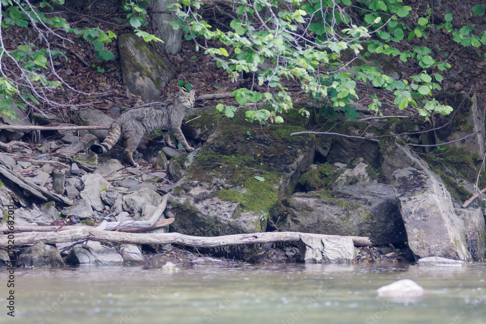 Fototapeta premium European wildcat (Felis silvestris) walking along a rocky riverbank under forest vegetation, blending with natural surroundings in a calm wildlife scene.