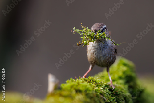 Eurasian wren (Troglodytes troglodytes) holding moss in its beak while building a nest, small brown songbird standing on a mossy branch in natural forest habitat.